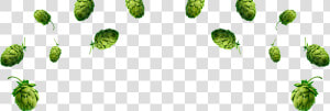 Skol Hops Lupulos   Png Download   Lupulo Png  Transparent Png