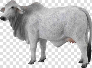 Cow Png Free Images   Transparent Background White Cow Png  Png Download