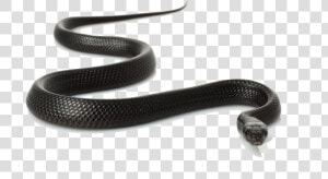 Transparent Cobra Snake Png   Snakes In Madhya Pradesh  Png Download