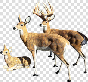 Deer Statues Outdoor Decoration For Your Yard For Sale   Deer Statues For Yard  HD Png Download