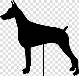 Doberman Vector Head   Dobermann  HD Png Download