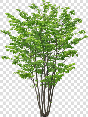 Transparent Tree Limb Png   植物 Png  Png Download