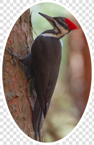  woodpecker  freetoedit   Pileated Woodpecker  HD Png Download