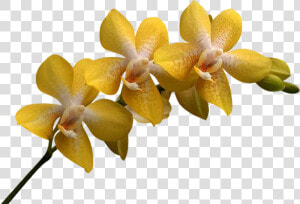 Png Клипарт Beautiful Orchids Flower   Yellow Orchids Png  Transparent Png