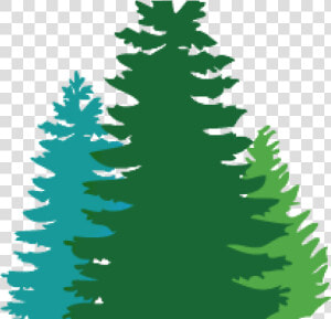 Douglas Fir Cliparts   Pine Tree Svg Free  HD Png Download