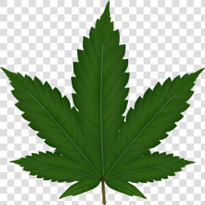 Weed Plant Png Image   Weed Png  Transparent Png