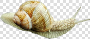  snail  cutout  picsart   Lymnaeidae  HD Png Download