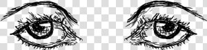 Eyebrows Png  Transparent Png