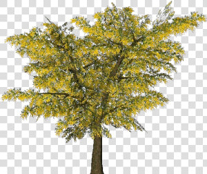 3d Trees   Mimosa   Acca Software   Mimosa Tree Png  Transparent Png