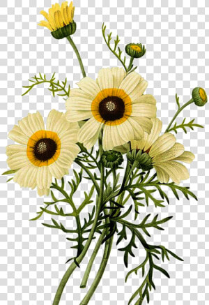 Common Daisy Botanical   Flower Botanical Illustrations Png  Transparent Png