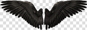 Devil Wings Png   Png Download   Devil Wings Png  Transparent Png