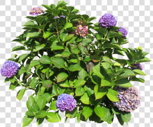 Hydrangea Bush Png   Askılı Saksı Modelleri  Transparent Png