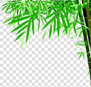 Green Bamboo Png   Detox Foot Patch Annex  Transparent Png