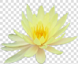 Flower Flowers Yellow Aesthetic Tumblr Png Yellow Aesthetic   Sacred Lotus  Transparent Png