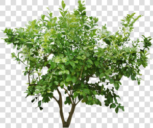 Tree Bush Png   Png Download   Bush Cut Out Png  Transparent Png