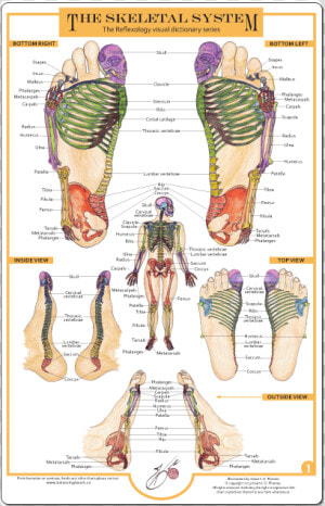 Reflexology Of The Foot The Skeletal System  HD Png Download