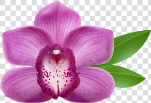 Purple Orchid Transparent Png Clip Art Image   Purple Orchid Flower Png  Png Download