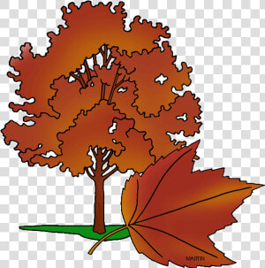 State Tree Of Rhode Island   Red Maple Tree Clipart  HD Png Download