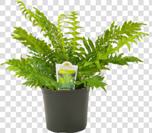 Flowerpot  HD Png Download