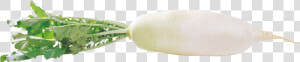 White Radish Free Png   Png Transparent Radish Png  Png Download