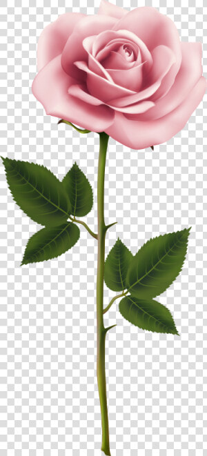 Real Flower Png   Real Pink Rose Png  Transparent Png