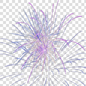 Purple Firework Overlay   Marine Invertebrates  HD Png Download