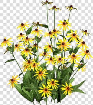 Daffodils  Poplar  Blackeyed Susans   Black Eyed Susan Png  Transparent Png