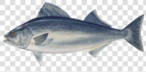 Sablefish From Port Orford Seafood   Sable Fish Png  Transparent Png