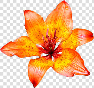 Lily Flower Png Images Transparent Images Free Download   Lily Flower White Background  Png Download