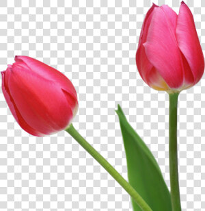 Best Free Tulip Icon Clipart   Tulips With No Background  HD Png Download