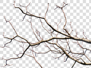 Dead Tree Branch With Transparent Background Png   Tree Branches Transparent Background  Png Download