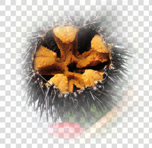 Image   Image   Image   Sea Urchin   Png Download   Sea Urchin  Transparent Png