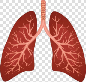 Lungs Png   Imagen Del Pulmon Humano  Transparent Png