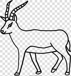 Antelope Coloring Page   Disegno Antilope  HD Png Download