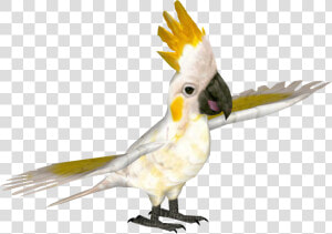 Transparent Cockatoo Png   Zoo Tycoon 2 Cacatua  Png Download