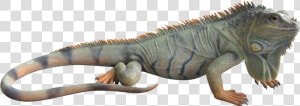 Thumb Image   Iguana Png  Transparent Png