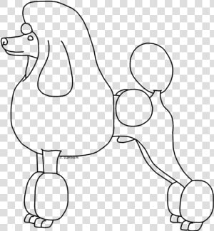 Poodle Drawing For Free Download   Standard Poodle  HD Png Download