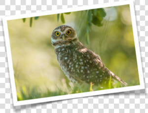 The Wise Young Owl Fable   Great Grey Owl  HD Png Download