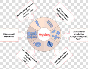 File   Ageingdw001   Theory Of Aging Mechanism  HD Png Download