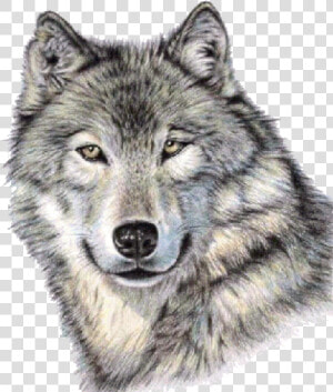 Cute Wolf Face Png Image   Wolf Portrait Drawing  Transparent Png