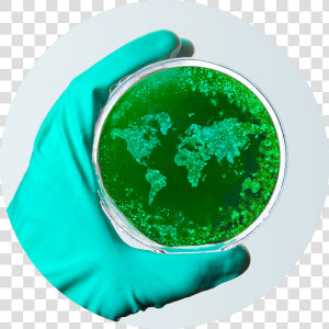 Petri World   Corono Virus Petri Dish  HD Png Download