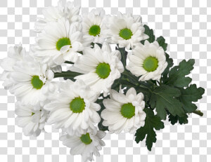 Sp My White 3d2   Oxeye Daisy  HD Png Download