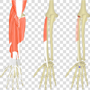 Muscles Pf The Forearm And Wrist  HD Png Download