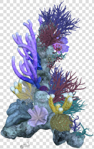 Pin Coral Reef Clipart Png   Coral Clipart Coral Reefs Coral Png  Transparent Png