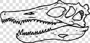 Spinosaurus Skull Coloring Page  HD Png Download