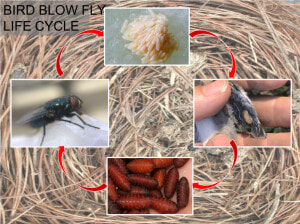 Bbf Life Cycle   Stable Fly  HD Png Download