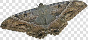  maripos   Ascalapha Odorata Png  Transparent Png