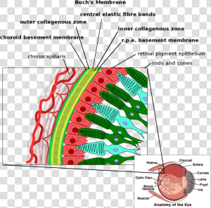 Bruch  39 s Membrane  HD Png Download