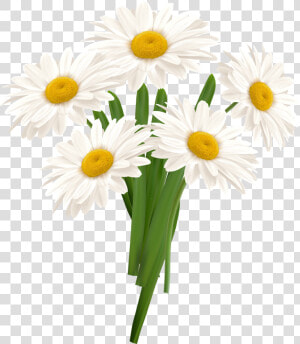 White Camomile Png   Chamomile Png Format  Transparent Png