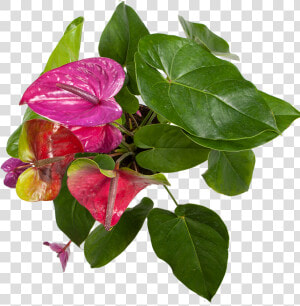 Anthurium Purple   Bougainvillea  HD Png Download